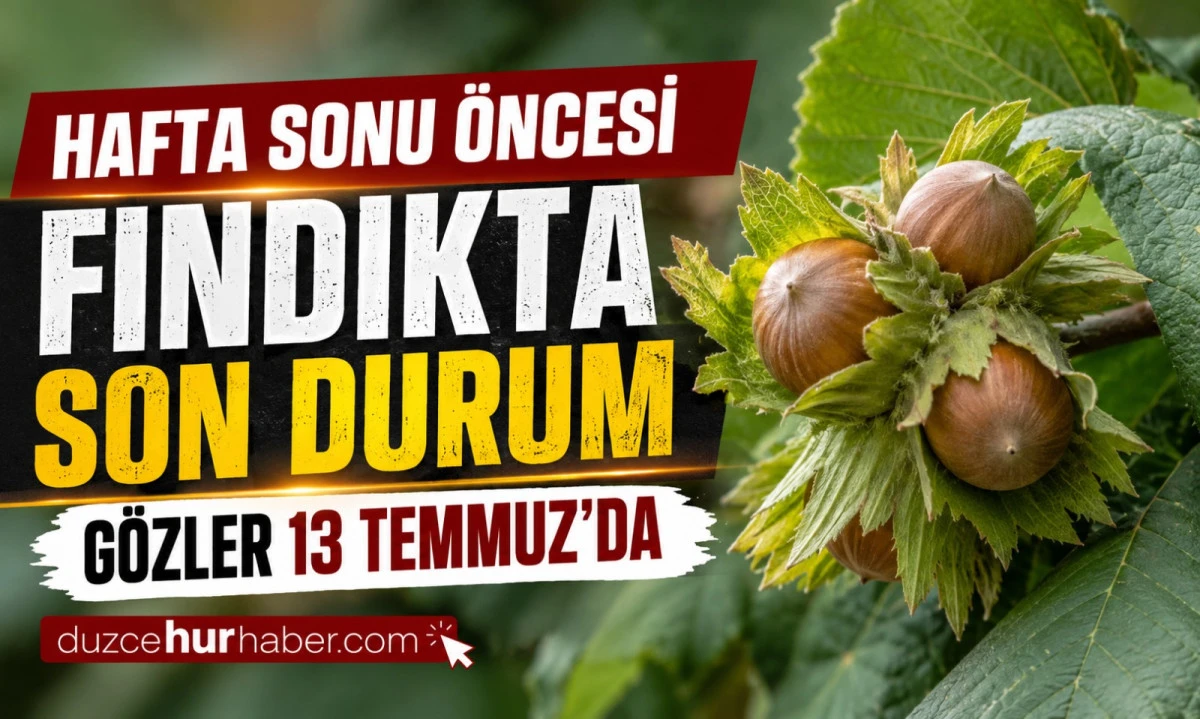 Düzce Fındık Fiyatları 10 Temmuz 2026: Gözler 13 Temmuz Pazartesi Piyasasında