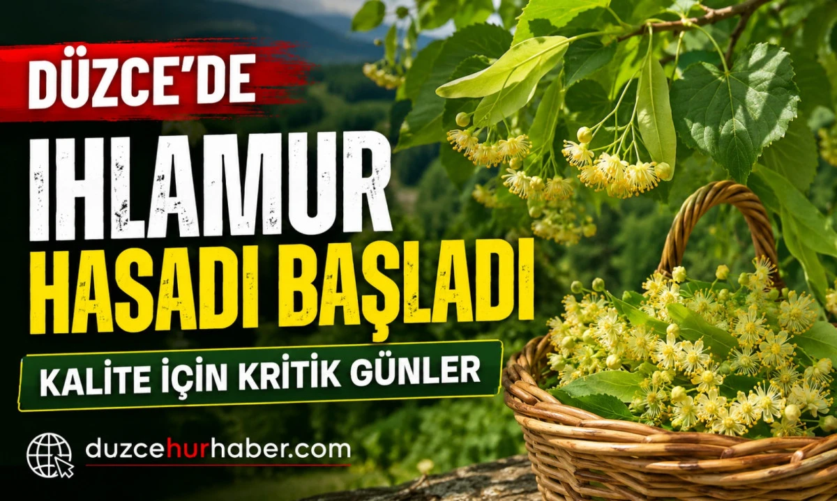 Düzce’de ıhlamur hasadı başladı: Kalite için kritik günler
