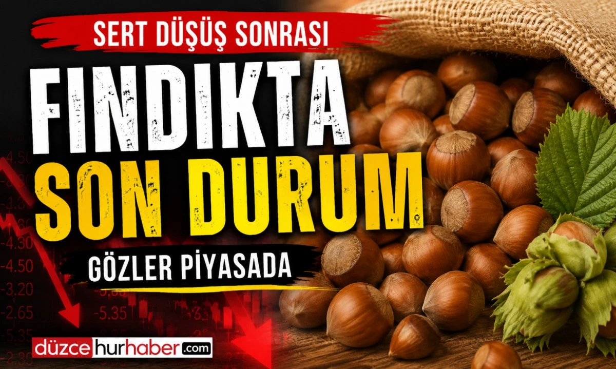 Düzce Fındık Fiyatları 14 Temmuz 2026: Sert Düşüşün Ardından Piyasada Son Durum