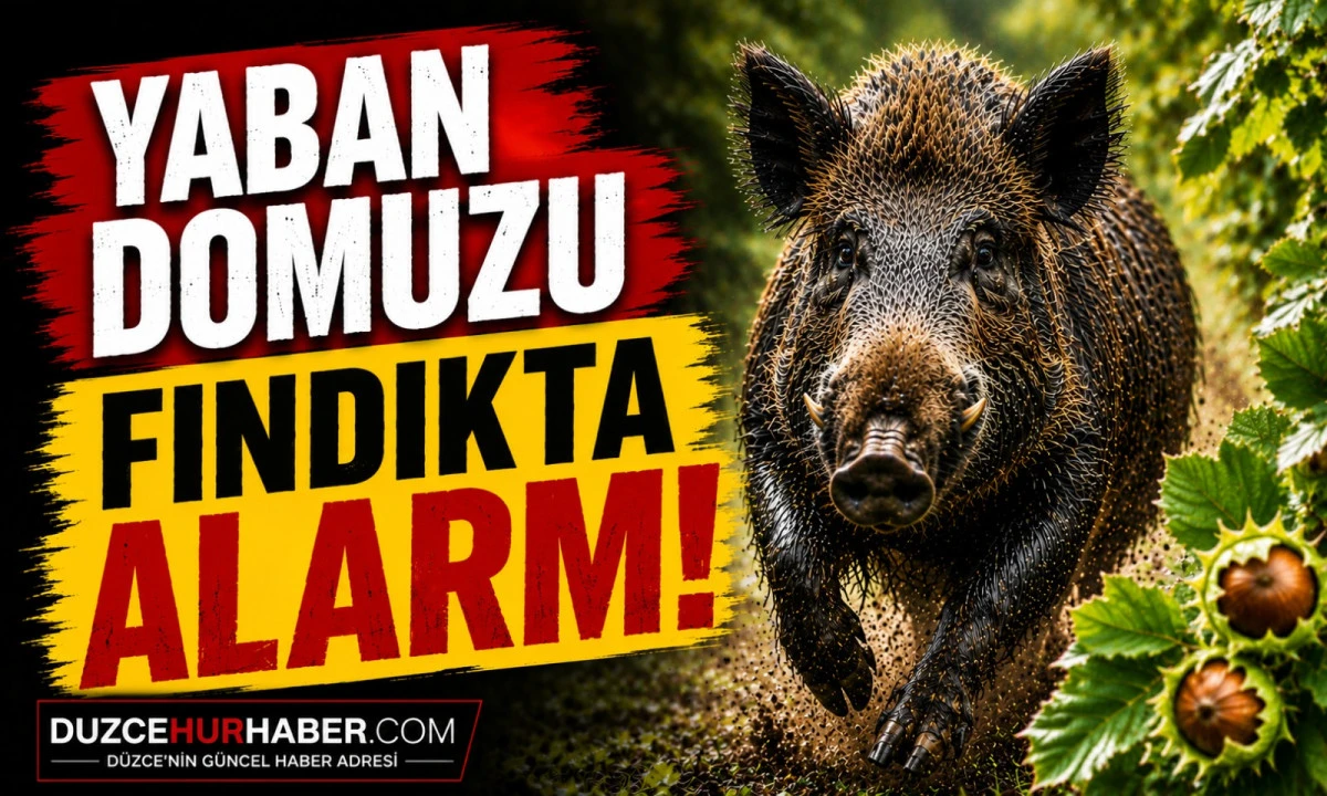 Yaban Domuzu Alarmı! Fındık Bahçeleri İçin Harekete Geçildi