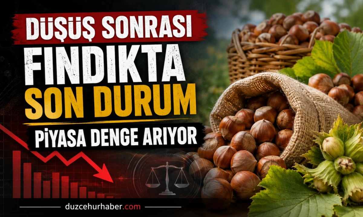 Düzce Fındık Fiyatları 15 Temmuz 2026: Düşüş Sonrası Piyasada Denge Arayışı