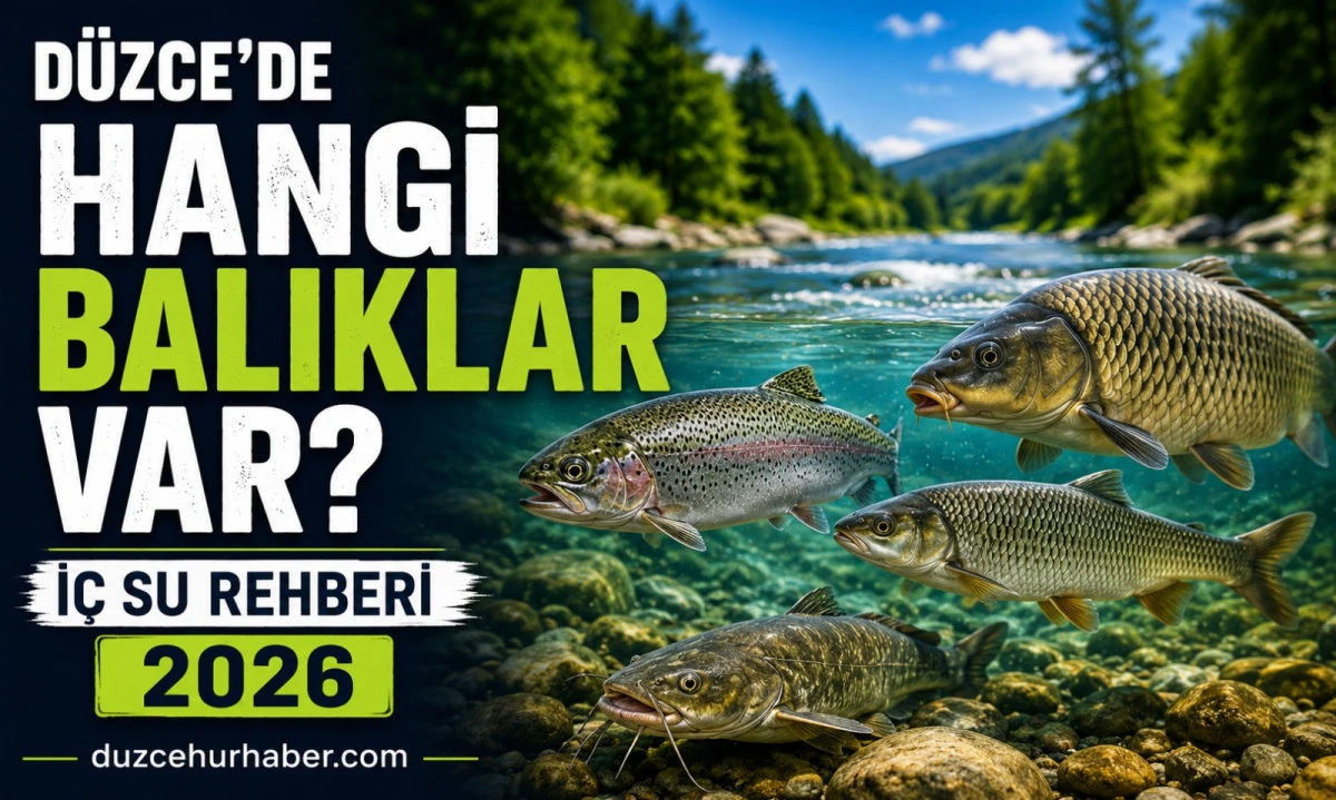 Düzce'de Hangi Balıklar Var? İç Su Türleri, Av Yasakları ve Balıkçılık Rehberi