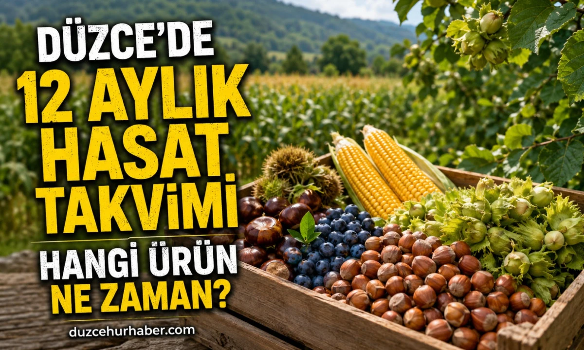 Düzce'de Tarladan Sofraya 12 Ay: Hangi Ürün Ne Zaman Hasat Ediliyor?