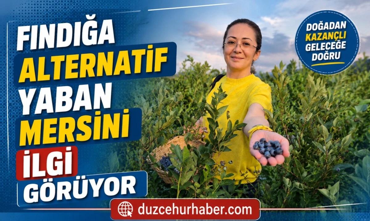 Fındığa Alternatif Aradı, Düzce'de Yaban Mersini Bahçesi Kurdu