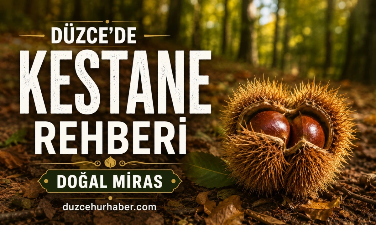 Düzce'de Kestane Nerede Yetişir? Hasat Dönemi ve Kestane Balı Rehberi