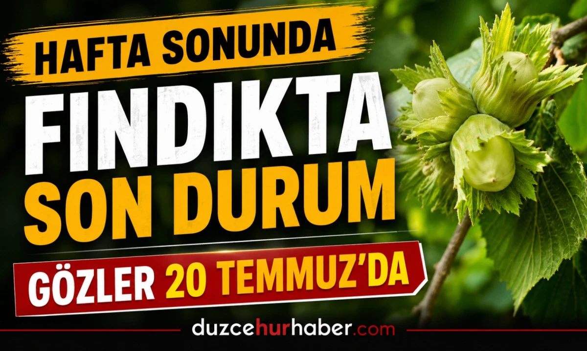 Düzce Fındık Fiyatları 18 Temmuz 2026: Hafta Sonunda Gözler 20 Temmuz Pazartesi Piyasasında