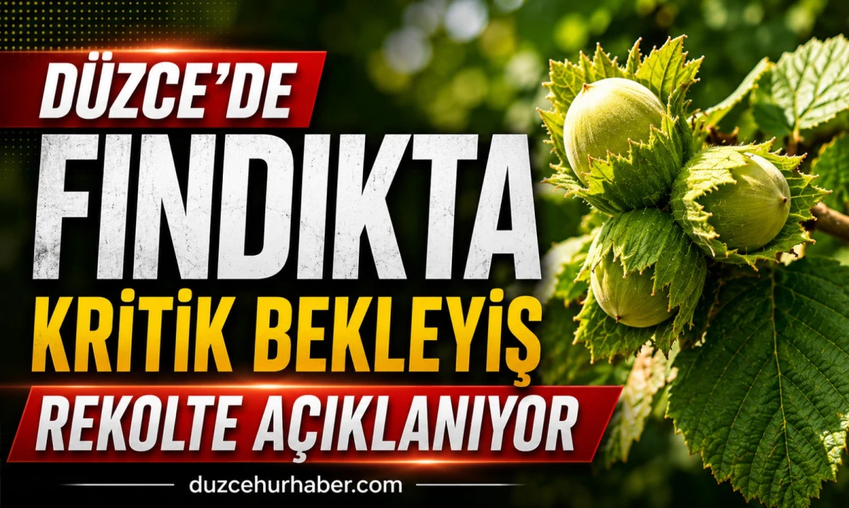 Düzce'de Fındıkta Kritik Süreç Tamamlandı! Gözler Rekolte Açıklamasında