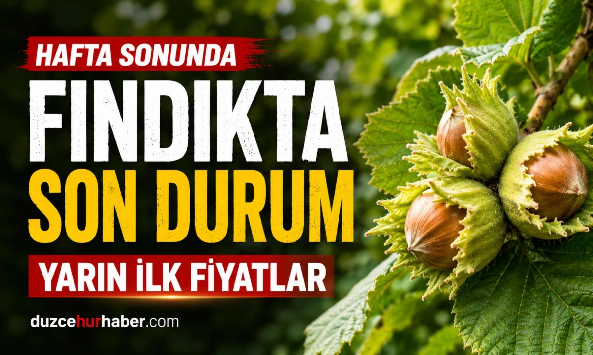 Düzce Fındık Fiyatları 19 Temmuz 2026: Gözler Yarın Açıklanacak İlk Fiyatlarda