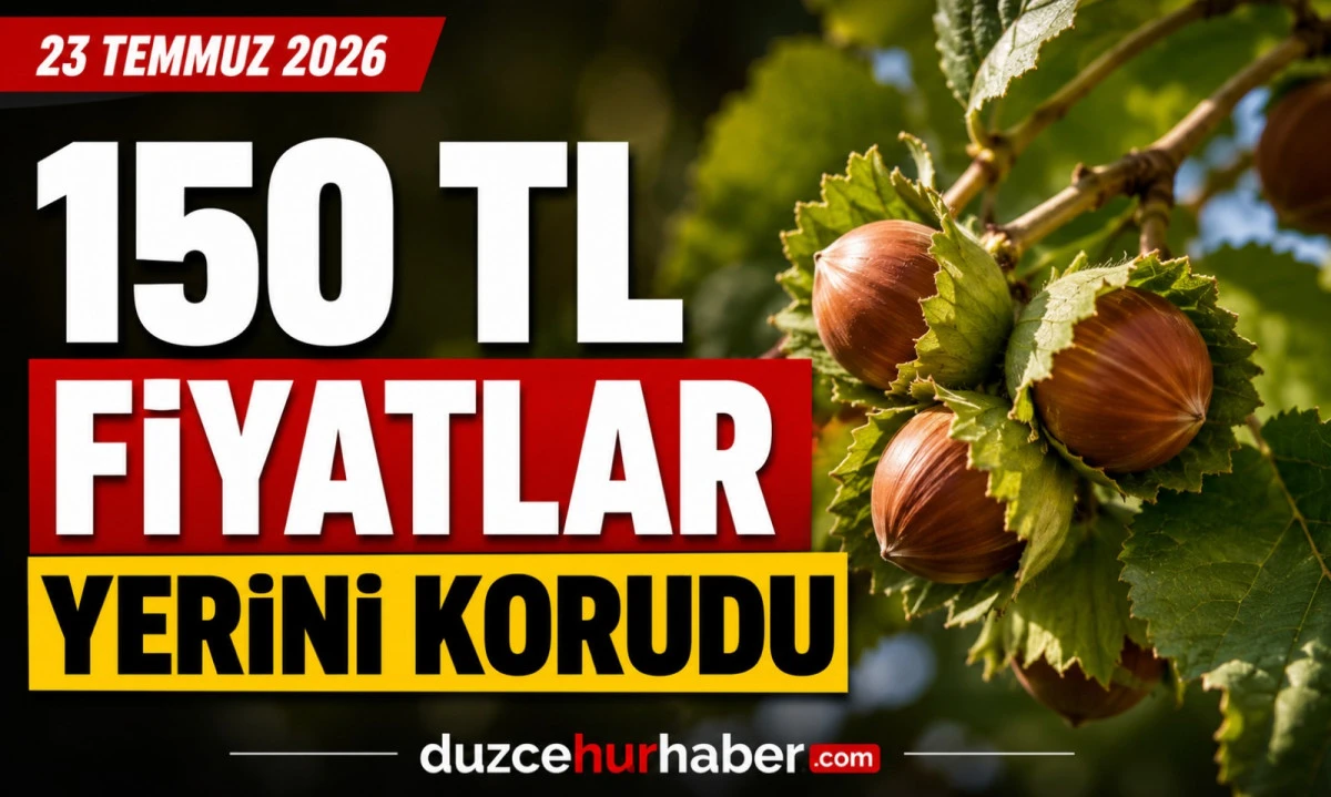 Düzce Fındık Fiyatları 23 Temmuz 2026: Düzce'de 150 TL Korunuyor! Batı Karadeniz'de Son Durum