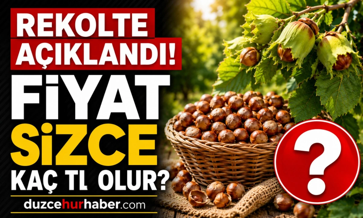 Düzce'nin 2026 fındık rekoltesi belli oldu! Tahmini üretim 102 bin 71 ton