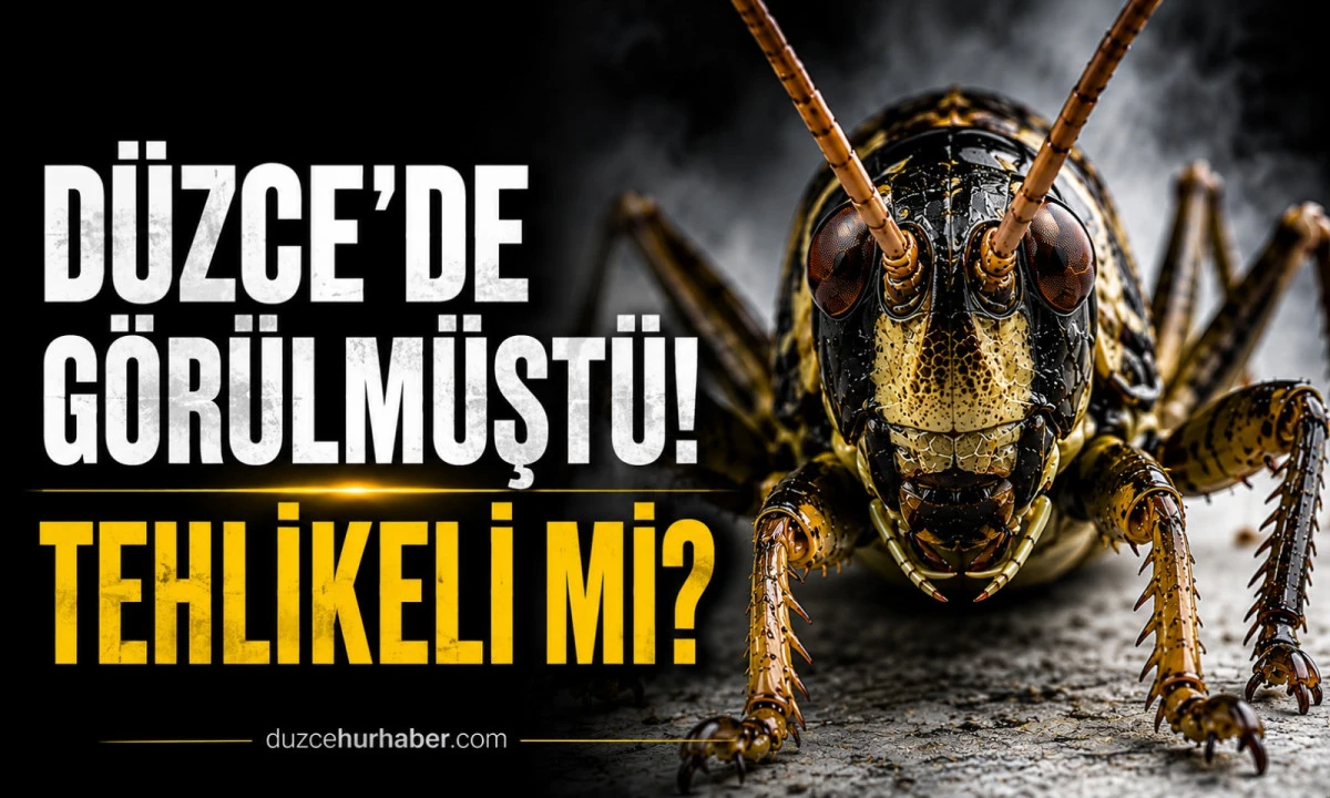 Düzce'de görülmüştü! Dev çekirgeler tehlikeli mi? Tarım Bakanlığı açıkladı