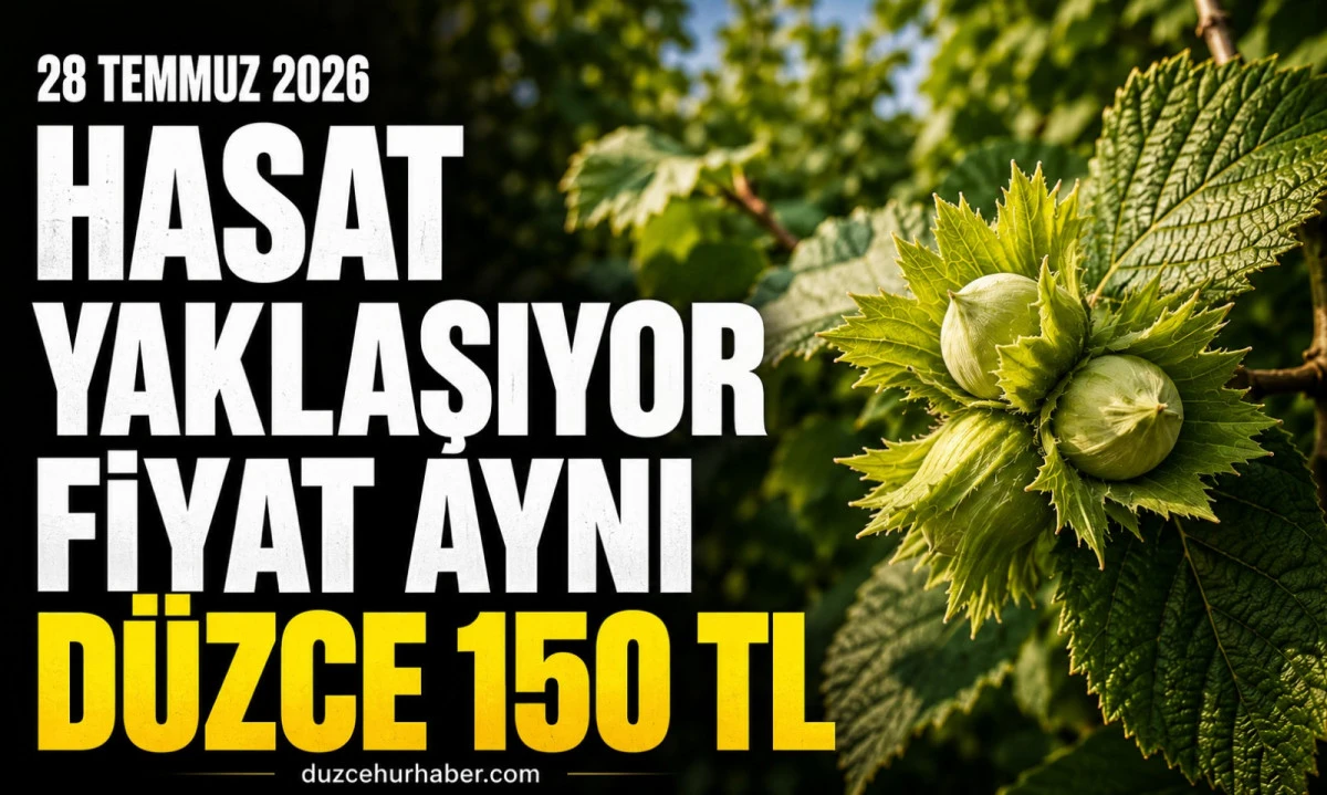 Düzce Fındık Fiyatları 28 Temmuz 2026: Hasat Yaklaşırken Fiyatlar Yerinde Sayıyor