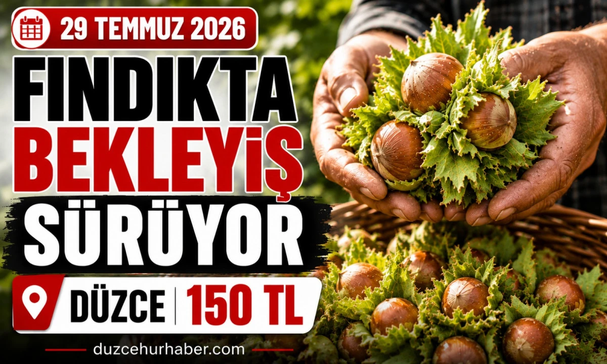 Düzce Fındık Fiyatları 29 Temmuz 2026: Serbest Piyasada Bekleyiş Sürüyor