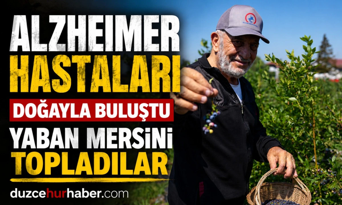 Düzce'de Alzheimer hastaları doğayla buluştu! Yaban mersini topladılar