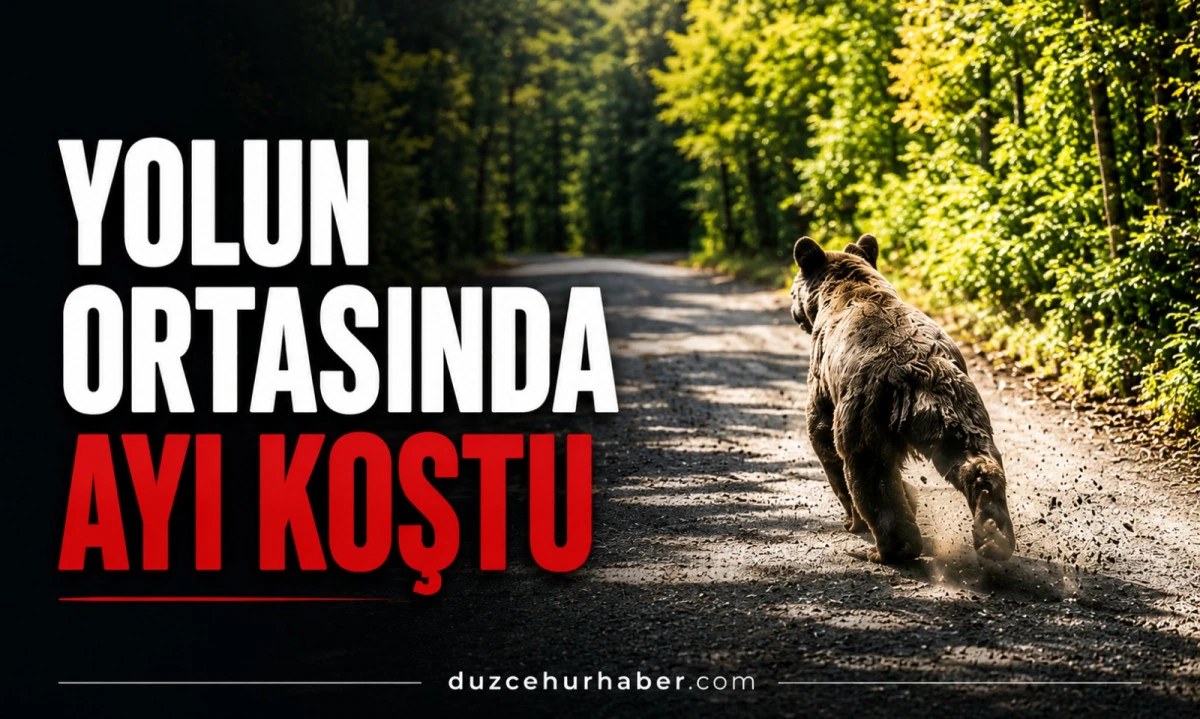 Yedigöller Yolunda Ayı Sürprizi! O Anlar Kamerada