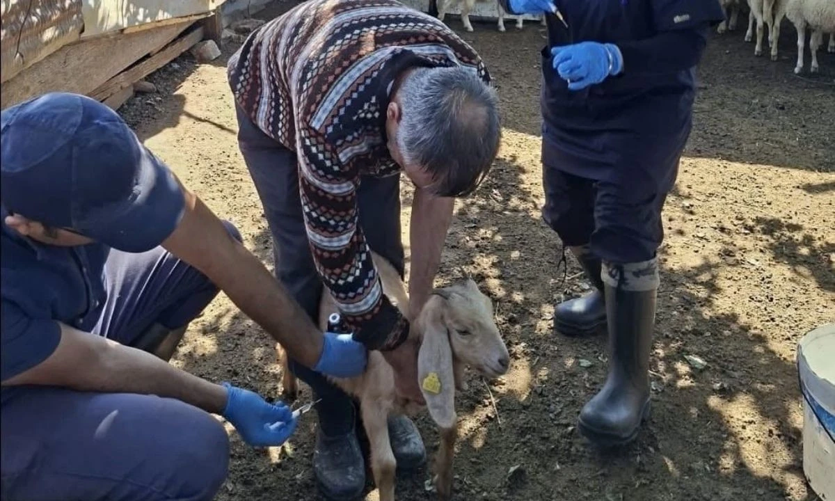 Dipsizgöl Yaylası'nda Hayvan Sağlığı İçin Çalışma