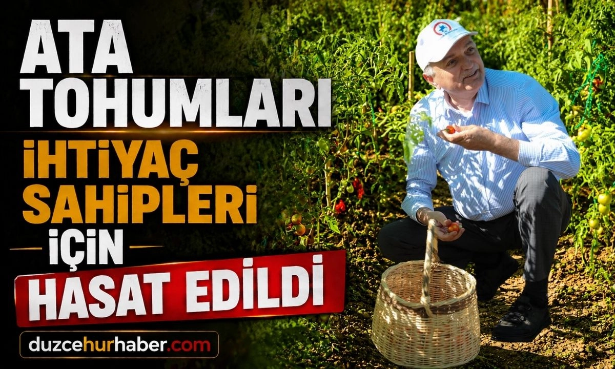 Düzce'de ata tohumları sofralara umut oldu! İlk hasat ihtiyaç sahiplerine ulaştı