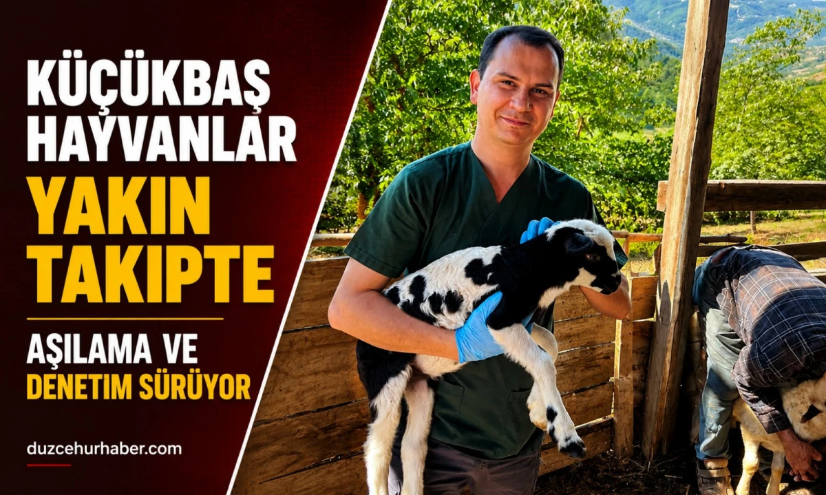 Düzce'de küçükbaş hayvanlara sıkı takip! Küpeleme ve aşılama yapıldı