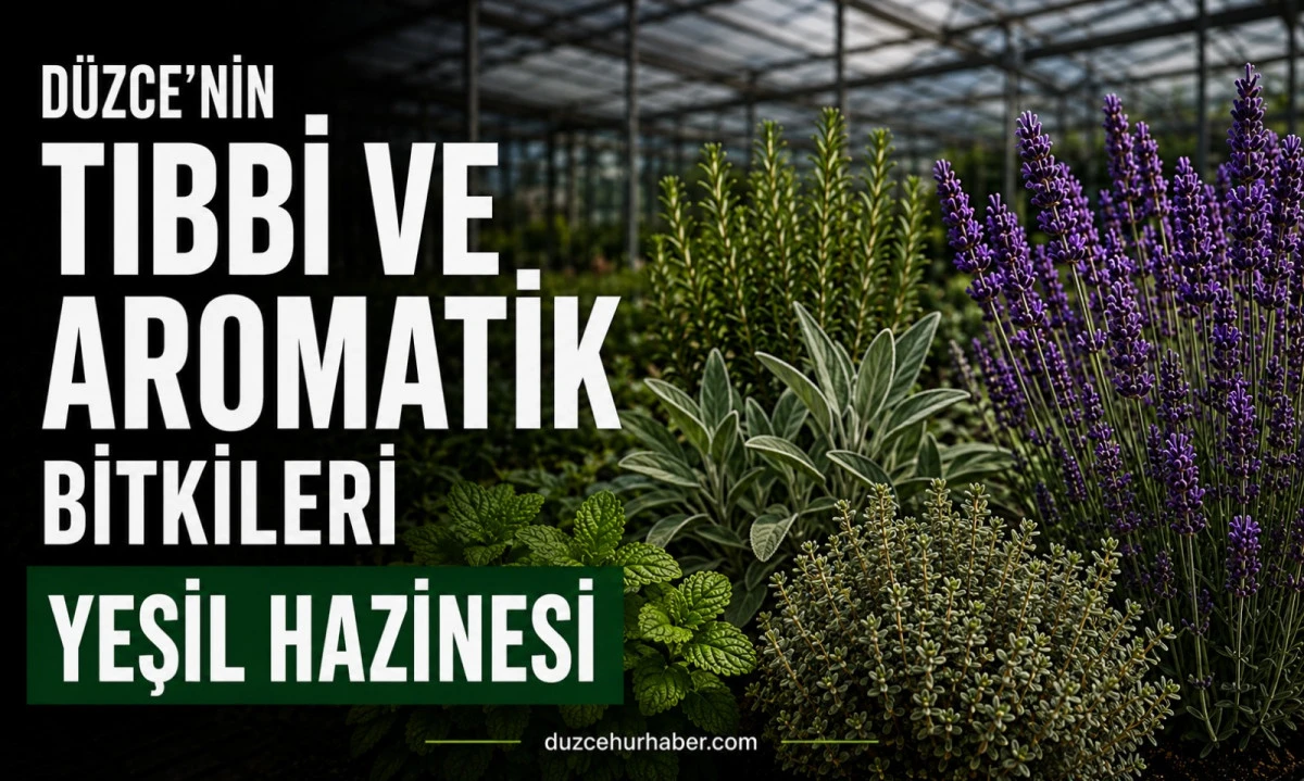 Düzce'nin tıbbi ve aromatik bitkileri: Şehrin yeşil hazinesi mercek altında