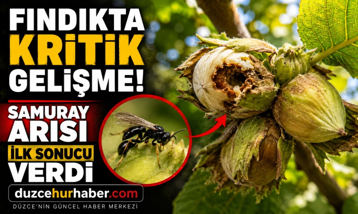 Fındık bahçelerinde dikkat çeken gelişme! Samuray arısı ilk sonucu verdi