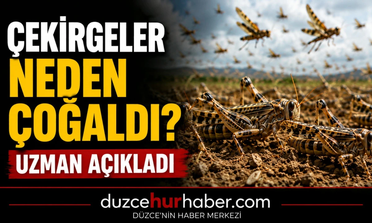Herkes Aynı Soruyu Soruyor: Çekirgeler Neden Çoğaldı?