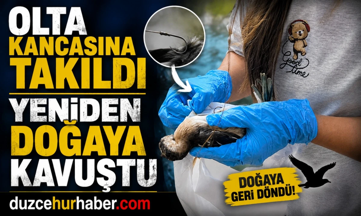 Düzce, olta kancası, yavru kuş, doğaya kavuştu
