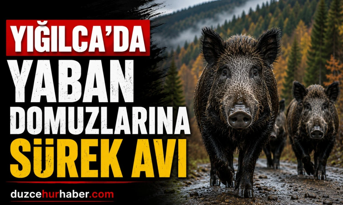 Yığılca'da fındık bahçeleri için harekete geçildi! Yaban domuzlarına karşı sürek avı
