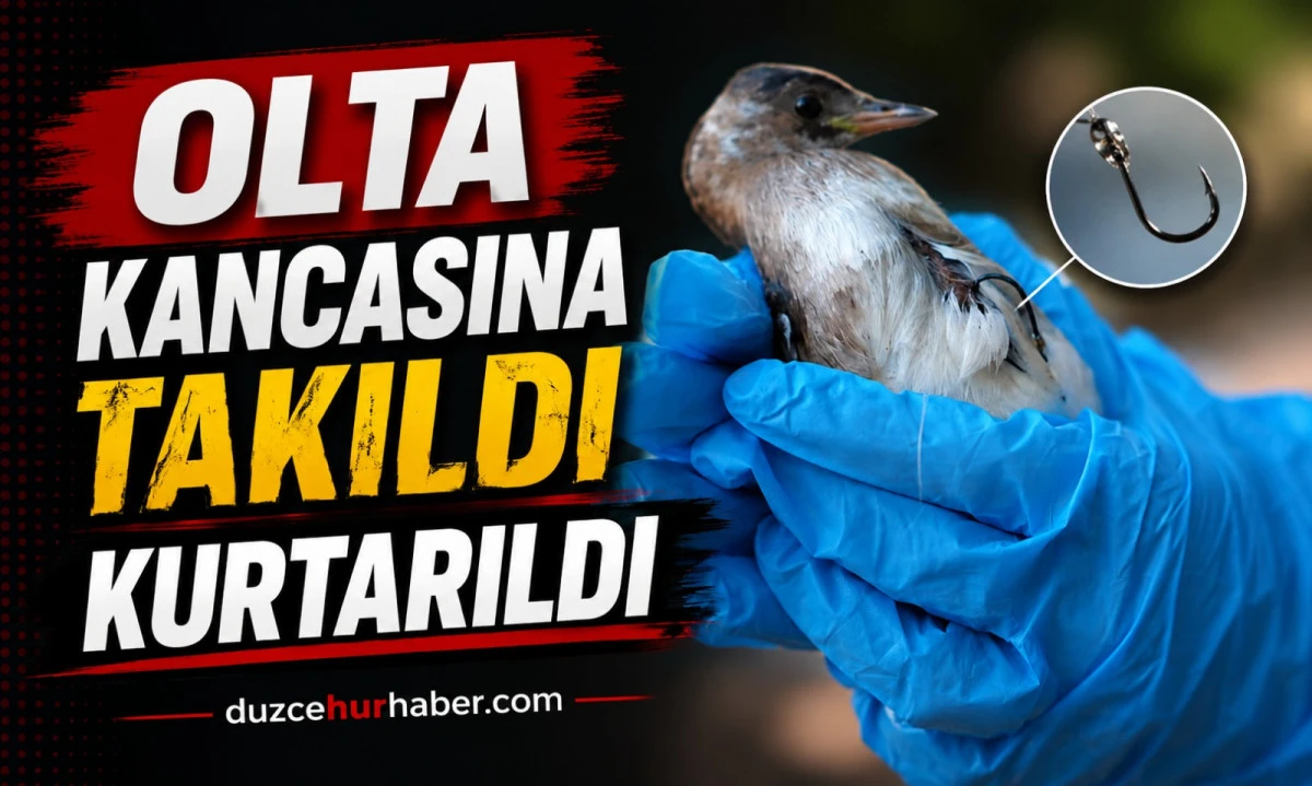 Korugöl'de olta kancasına takılan küçük batağan kurtarıldı