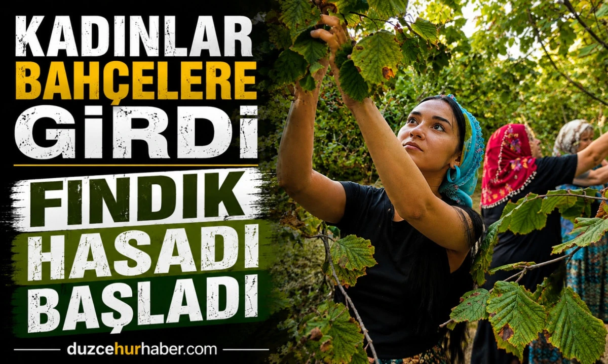 Resmî tarih 10 Ağustos ama Düzce'de fındık hasadı başladı