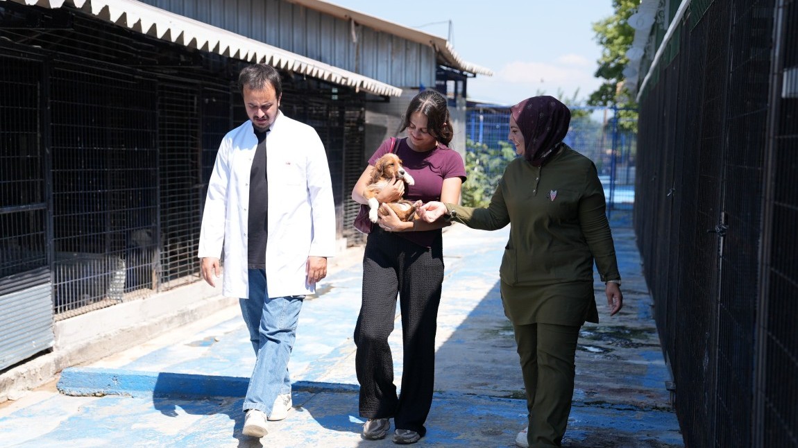 SESSİZ CANLAR HAYVANSEVERLERİ BEKLİYOR