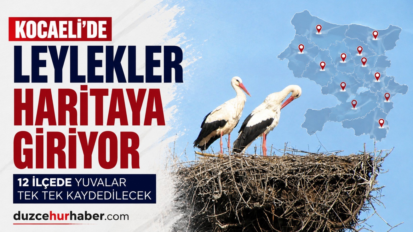 Gördüğünüz Leylek Yuvasını Bildirin: Kocaeli’nin Leylek Haritası Çıkarılıyor