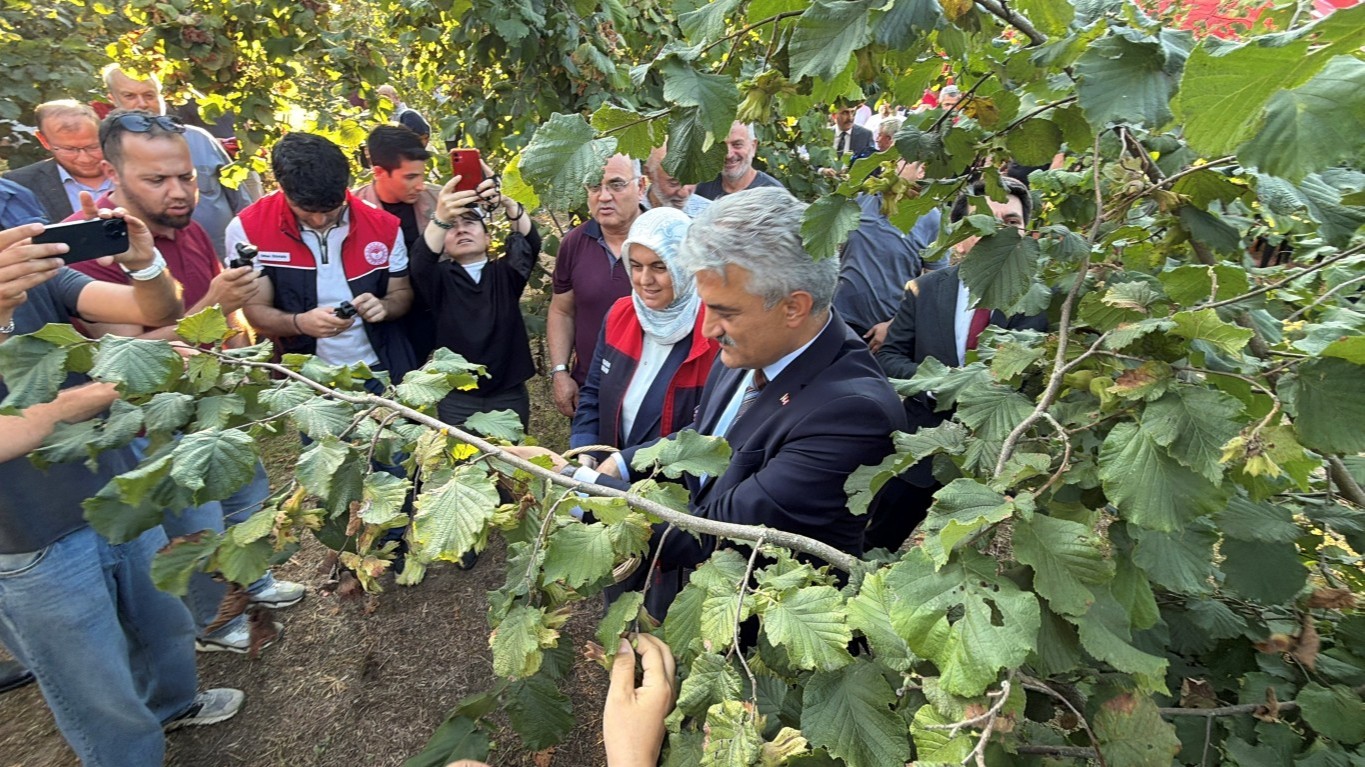 Fındık Üreticisini Sevindiren Beklenti: Düzce’de Hedef 103 Bin Ton