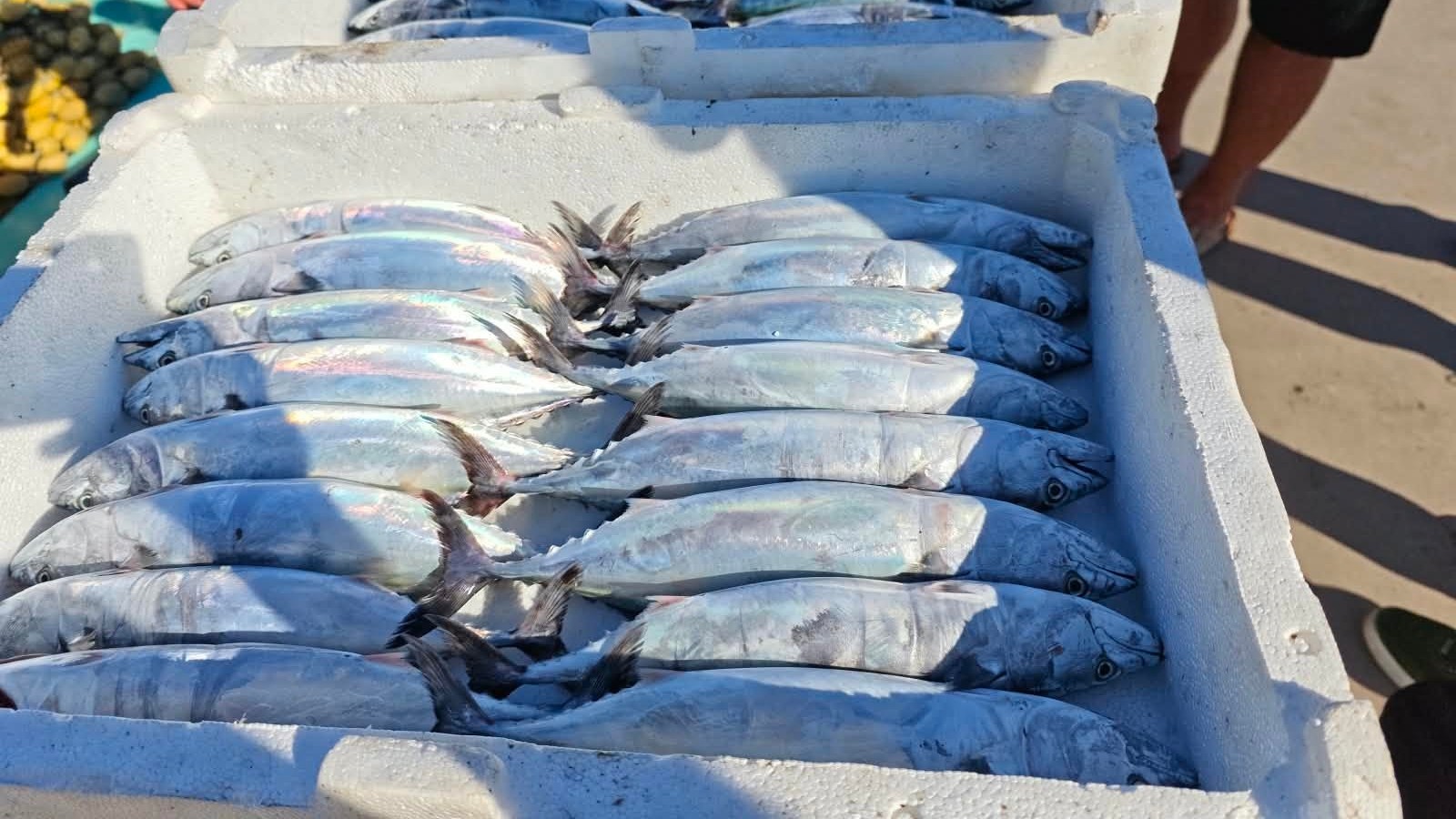 Akçakoca’da palamut sezonu açıldı: Balıkçılara sıkı denetim