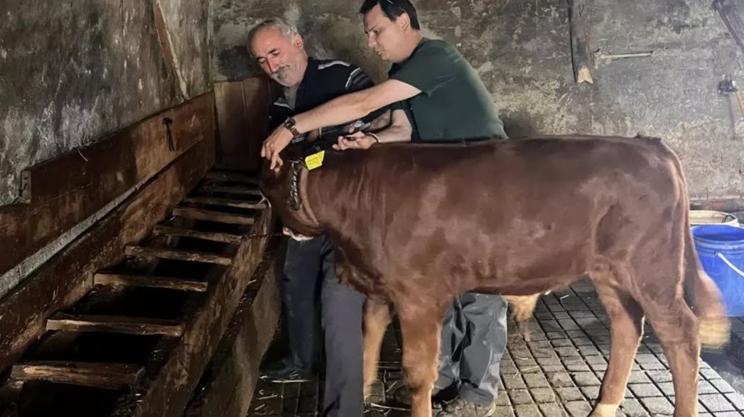 Düzce’de buzağılar tek tek kayıt altına alındı
