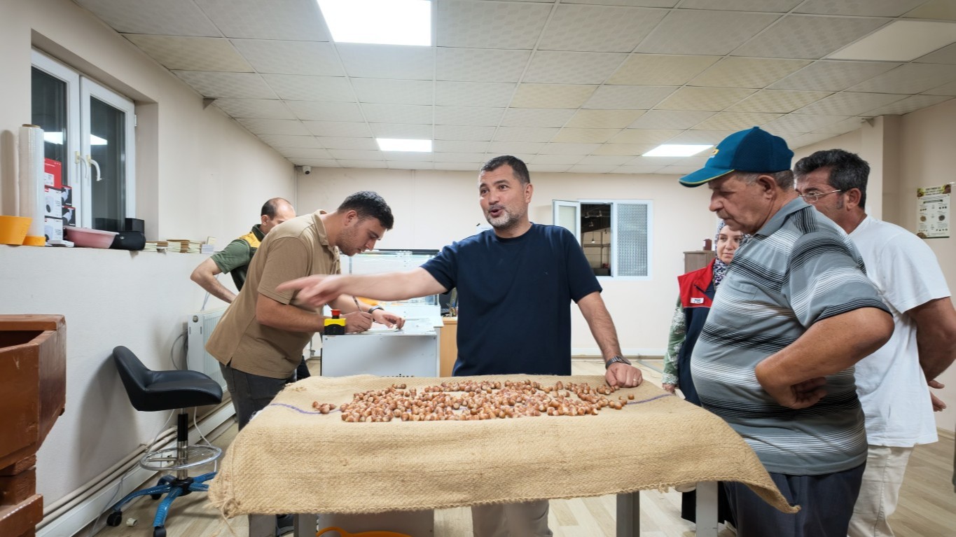 TMO’da ilk gün: Düzce’de fındık alımları böyle başladı
