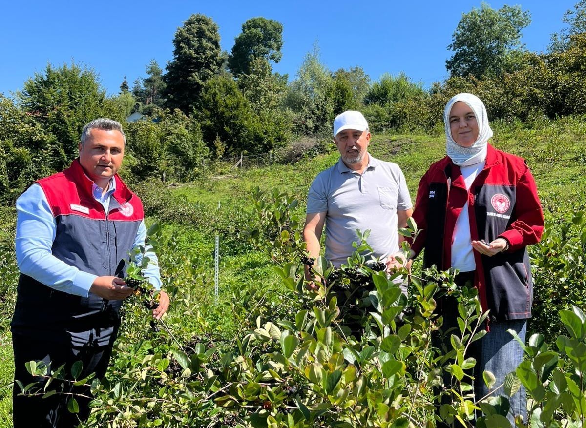 kaynaslida-5-dekarlik-aronya-bahcesi-hasada-geldi-2-105954