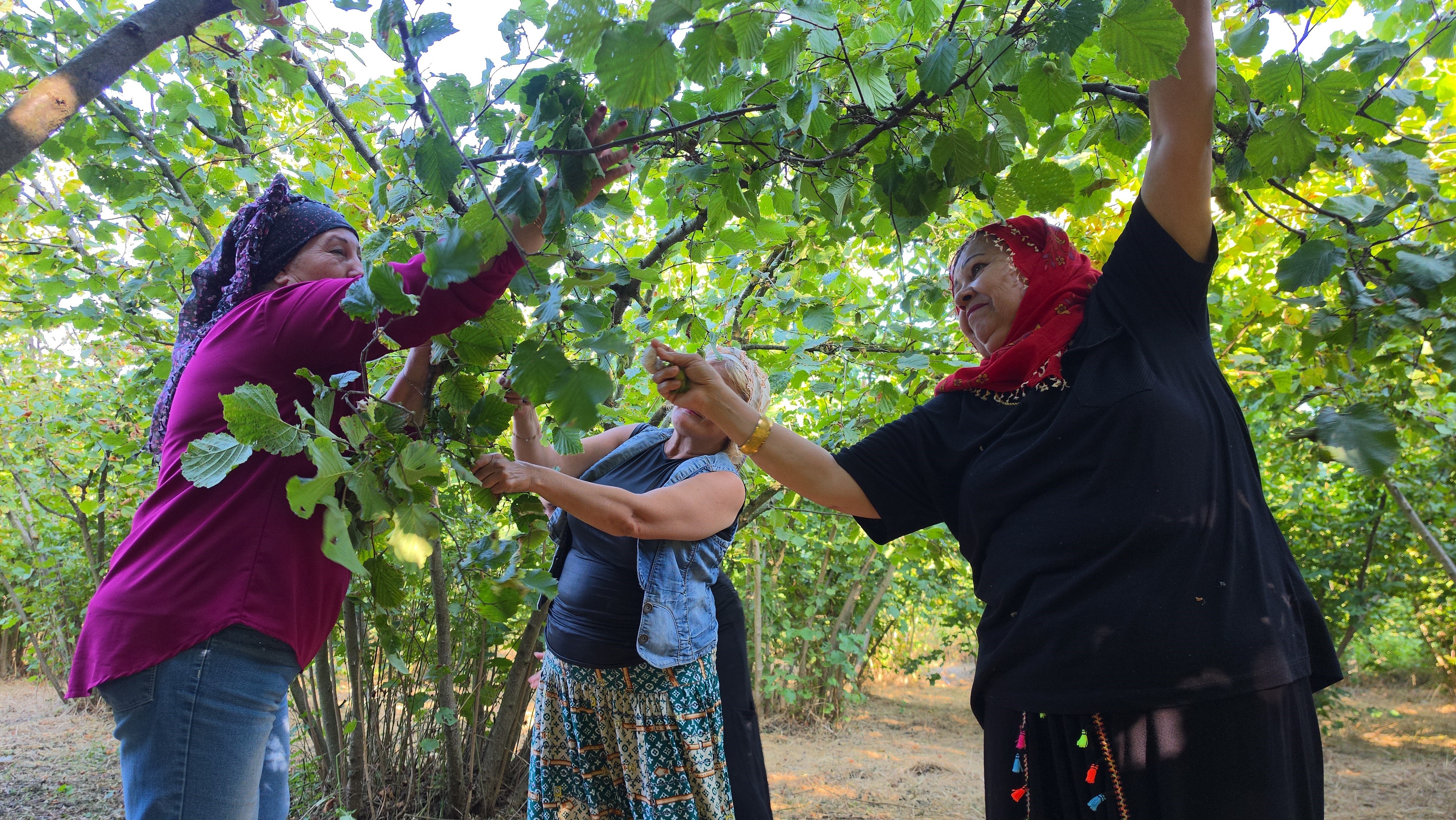 duzcede-findik-mesaisi-vucudu-zorluyor-asil-sorun-11-ay-egzersiz-yapmamak-5-120832