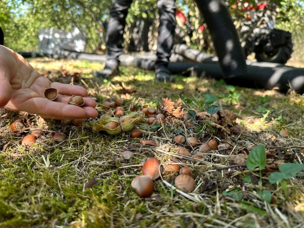 findiktan-misira-duzcenin-tarlalari-izleniyor-ekipler-sahada-neyi-kontrol-ediyor-1-091811