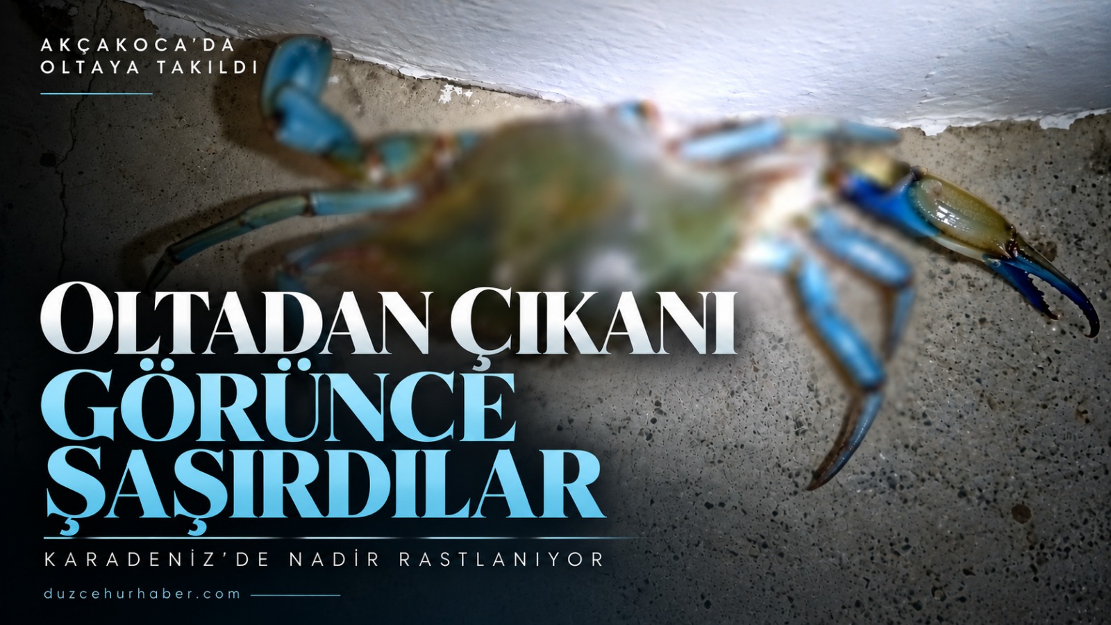 Akçakoca'da çinekop için oltayı attılar: Karadeniz'den çıkan sürpriz şaşırttı
