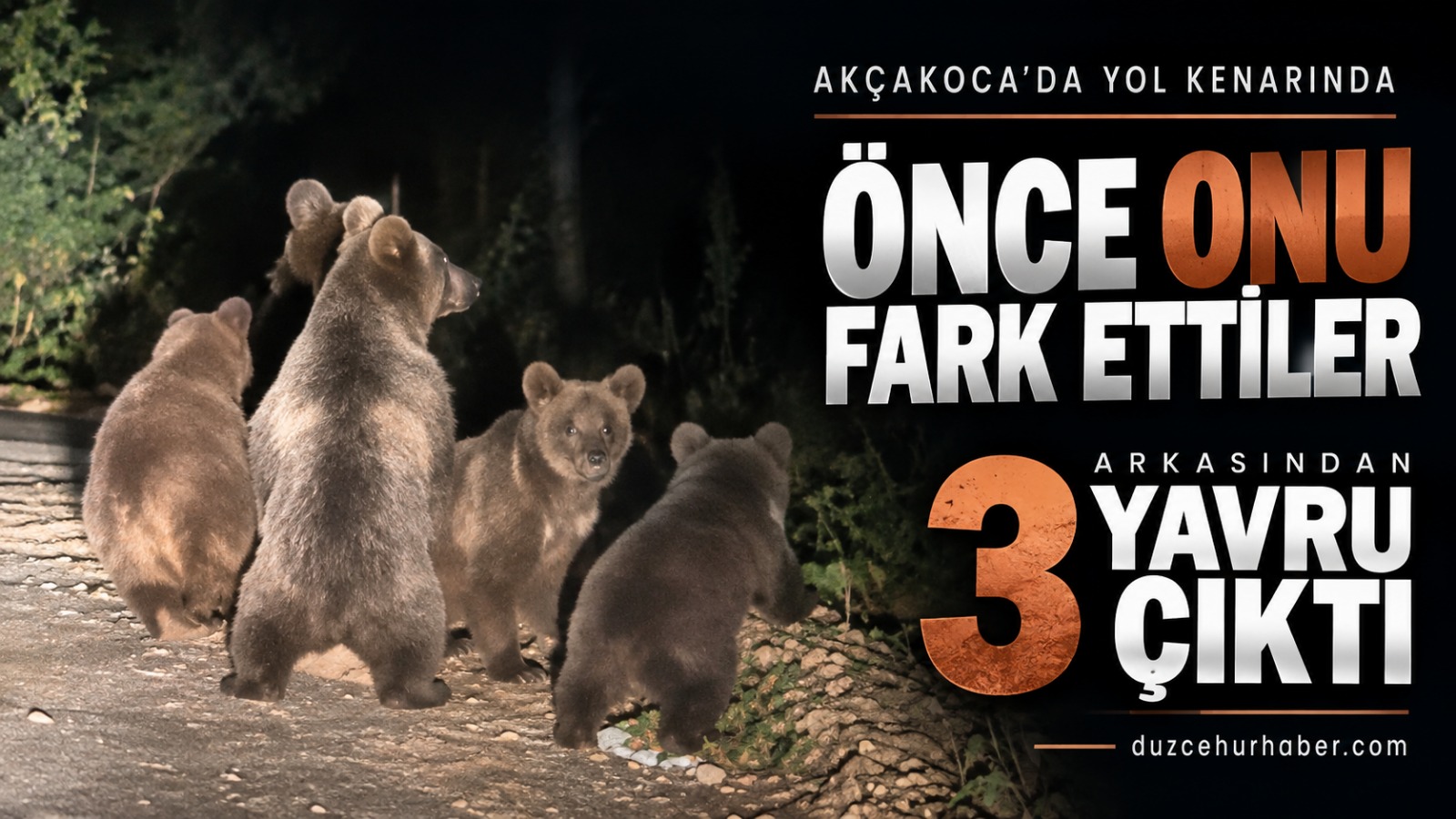 Akçakoca'da yol kenarında hareketlilik: Anne ayının peşinden 3 yavru çıktı