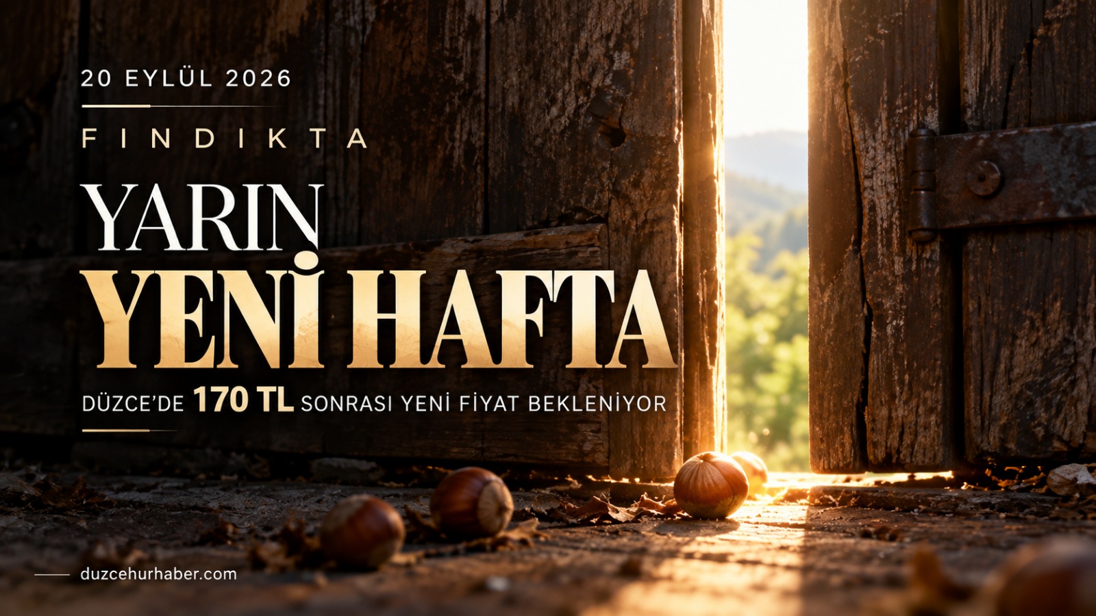 Düzce Fındık Fiyatları 20 Eylül 2026: Gözler Pazartesi Günü Oluşacak Yeni Fiyatta