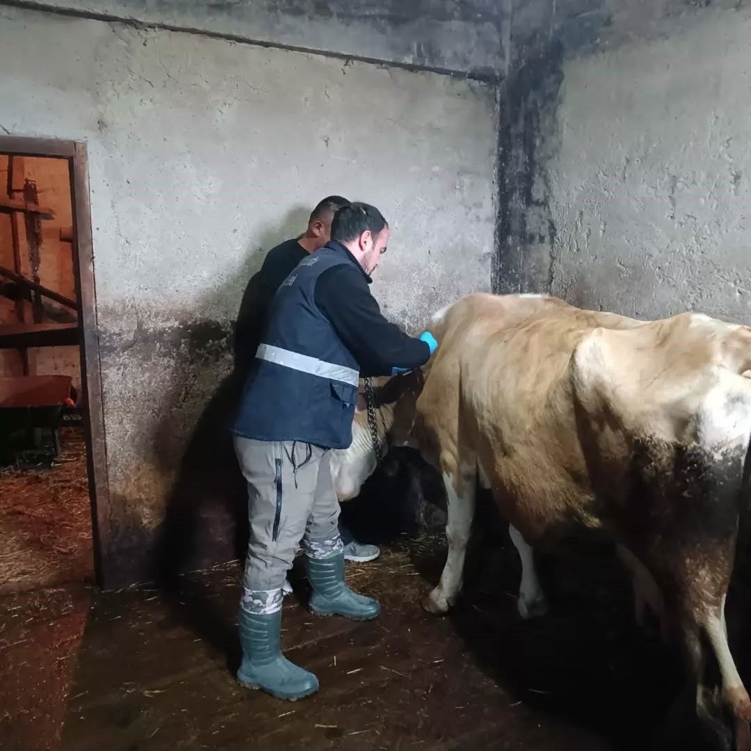 yigilcada-buyukbas-hayvanlar-tek-tek-kontrol-edildi-iki-hastaliga-karsi-asilama-2-050404