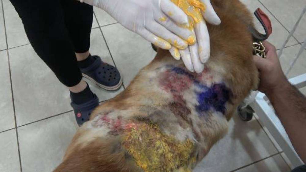 BU NASIL İNSANLIK.... Sokak köpeğine kaynar suyla saldırı