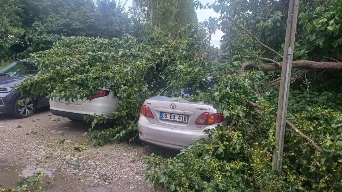 Şiddetli yağış sonrası ağaç devrildi araçlar hasar gördü
