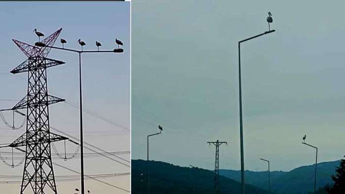 SEDAŞ'tan Leylek göçü seferberliği