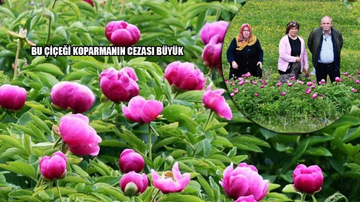 BU ÇİÇEĞİ SAKIN KOPARMAYIN