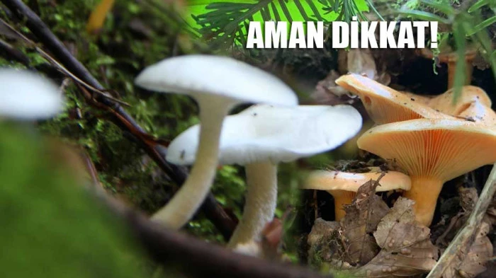 Aman dikkat! Zehirlenmeyin
