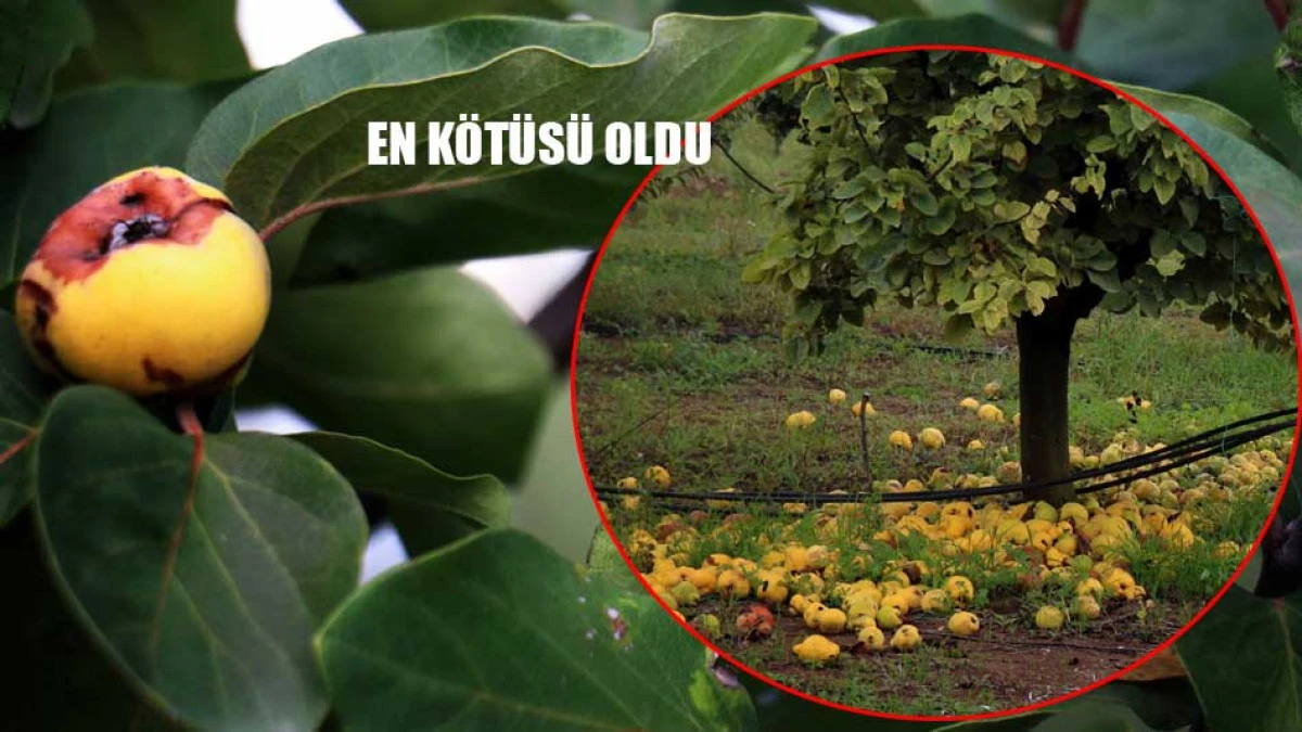 Hasat döneminde büyük şok