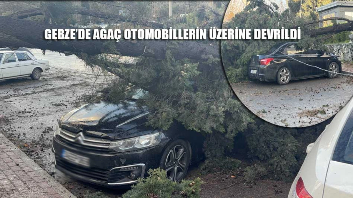 Gebze'de ağaç otombillerin üzerine devrildi. Faciaya ramak kaldı