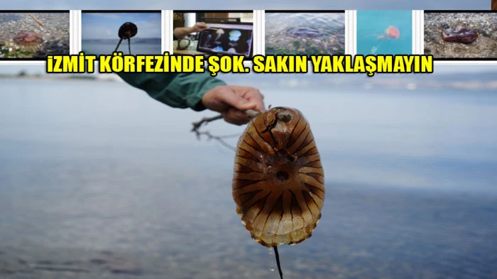  Denizde bu türü görürseniz sakın yaklaşmayın